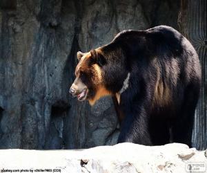 Puzzle Ασιατική μαύρη αρκούδα